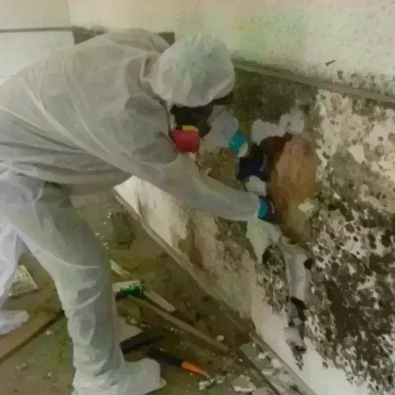 Mold Remediation and Removal in Cheney, KS